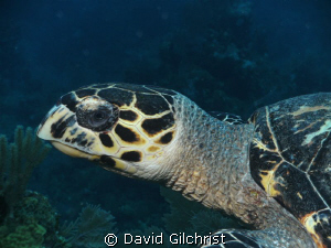 On the last dive of a recent trip to Roatan, this turtle ... by David Gilchrist 